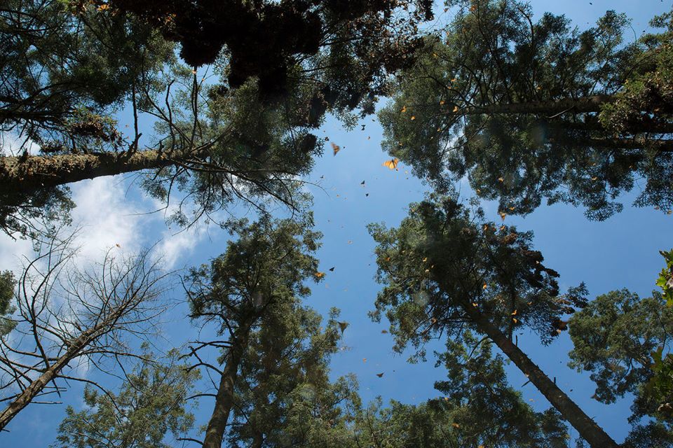 10987302_836954419676203_6418029192706429198_n 10987302_836954419676203_6418029192706429198_n