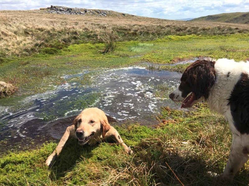 32512172_200137063934404_1879490582221422592_n