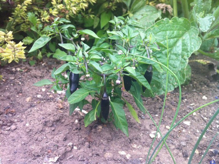 Dig It Community Allotment