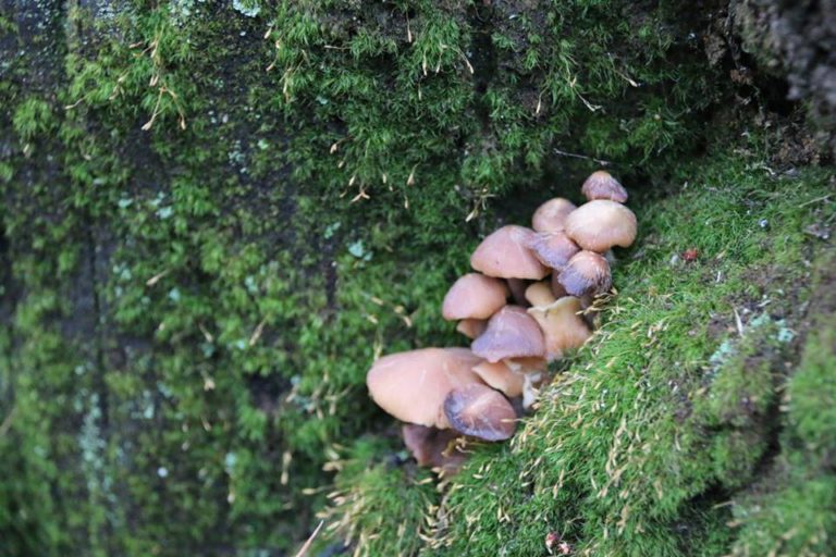 Environment Education Victoria EEV