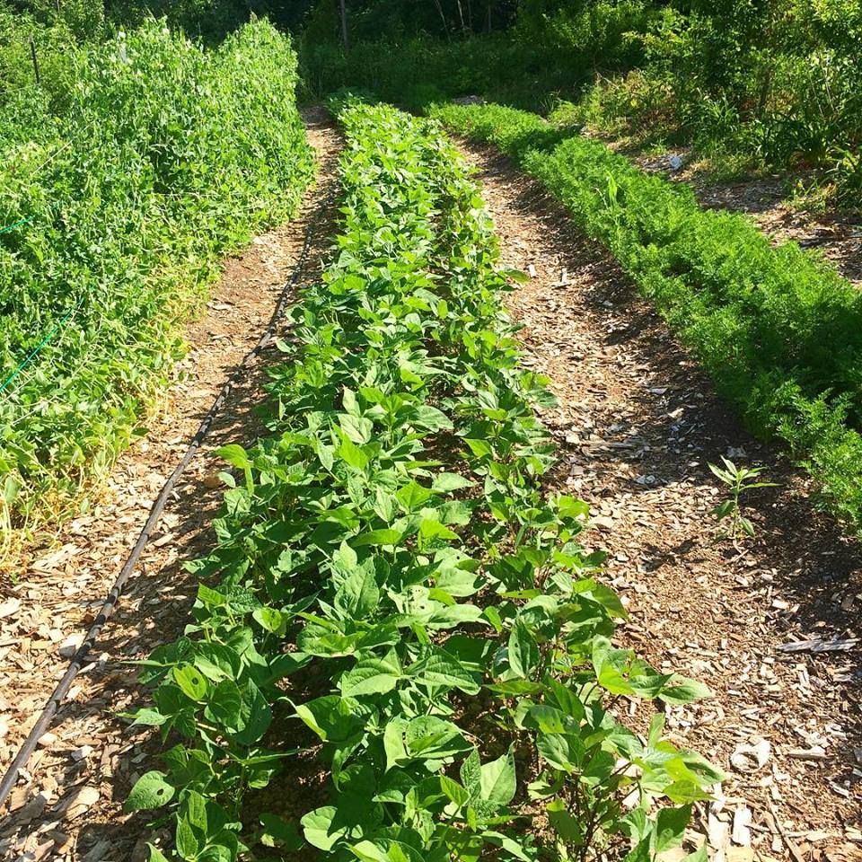 33817386_1769269473123007_2314145150932090880_n