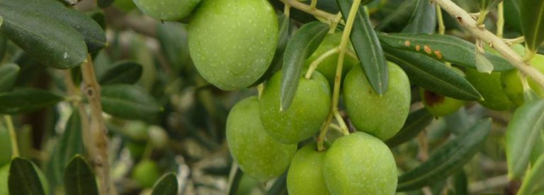 Sustainable Food Trust