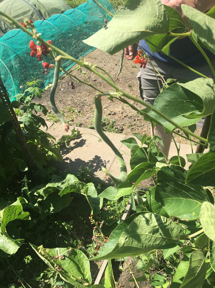 40818586_232902030711115_6412604310021996544_n