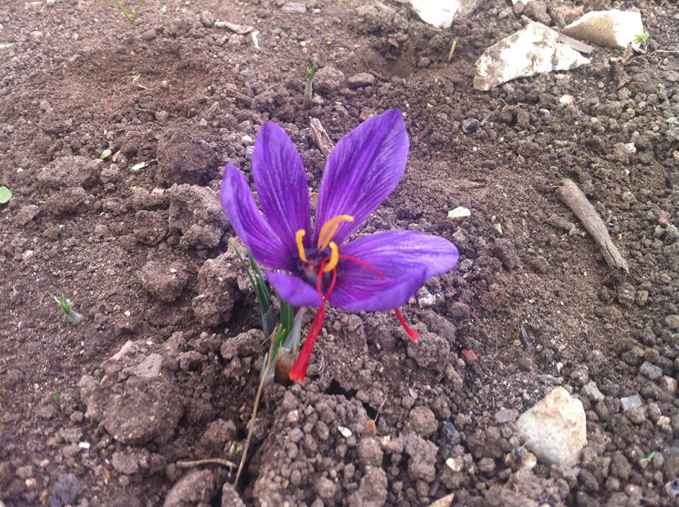 42876447_2237267576348354_6671243662879358976_n