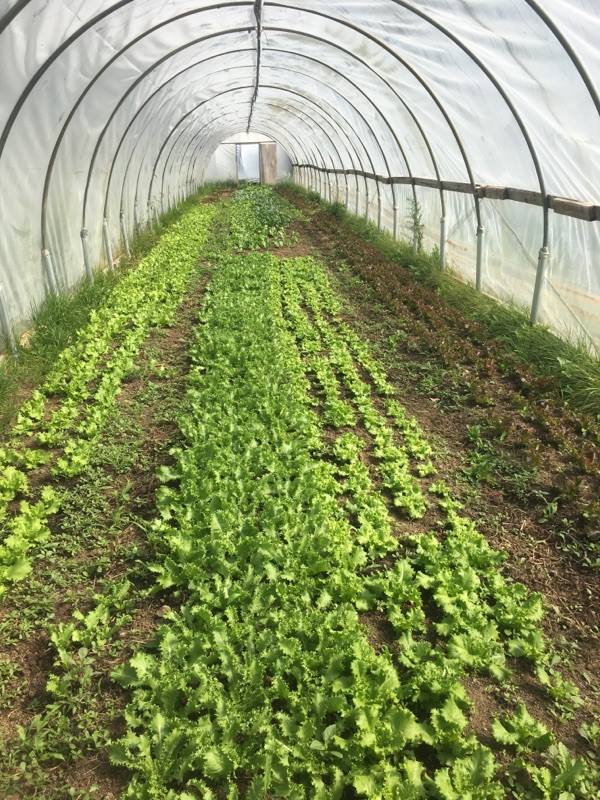 43515624_10160921698195463_7450511014258278400_n