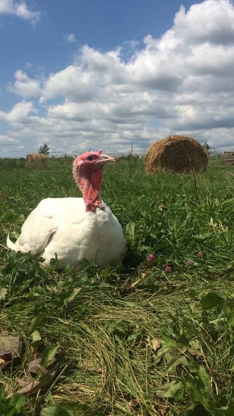 44161754_10160888275255463_1635855650367995904_n