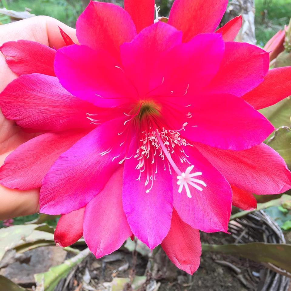 44273455_2265633013477916_4122202571525849088_n 44273455_2265633013477916_4122202571525849088_n