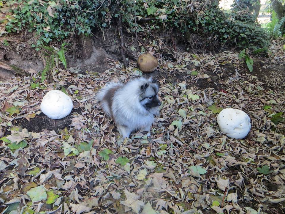 44932779_2230292750584904_997549971752353792_n 44932779_2230292750584904_997549971752353792_n