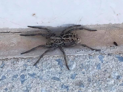 46317773_1909545032456765_9004042711476469760_n