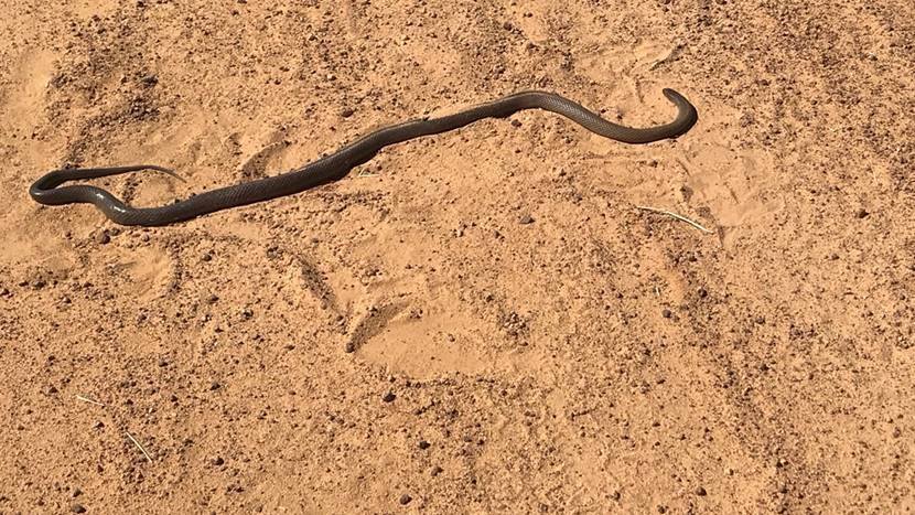 46381385_1909545085790093_537606682847477760_n