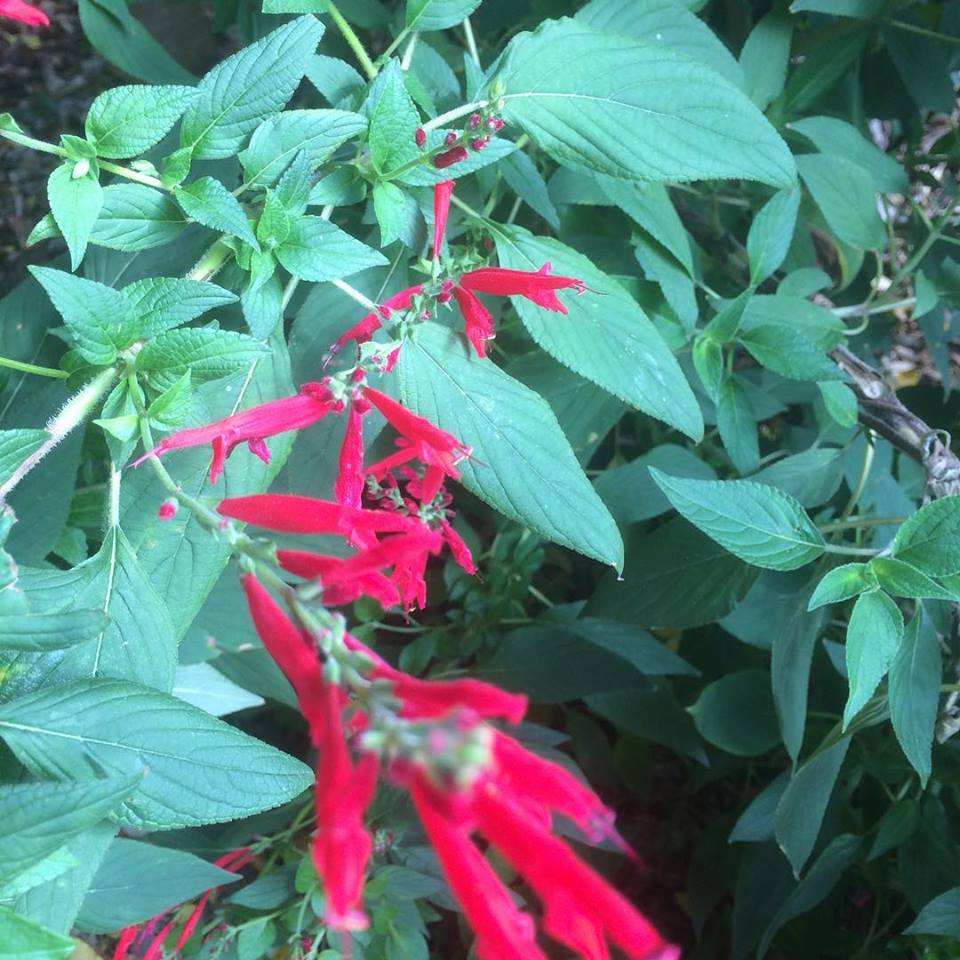 46470428_1958493590897665_1621828166920175616_n 46470428_1958493590897665_1621828166920175616_n