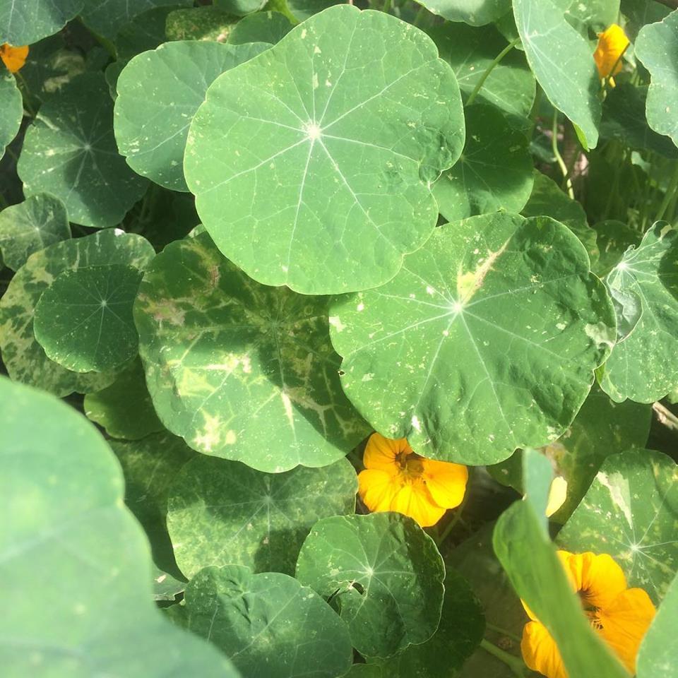 46485732_1958493544231003_8771791371397758976_n 46485732_1958493544231003_8771791371397758976_n