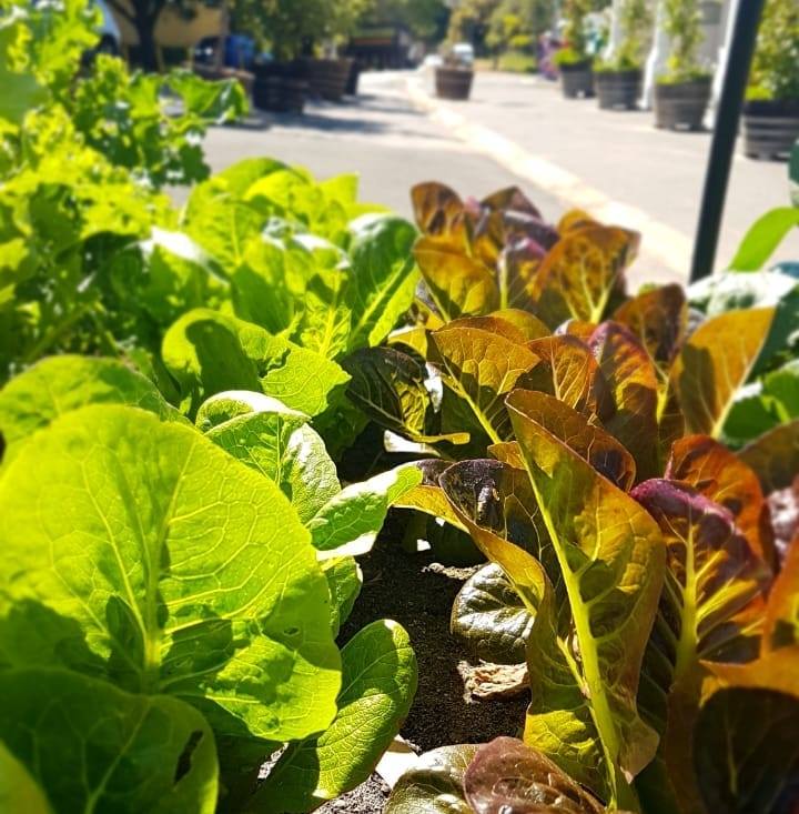 46521803_600063667091194_3711302234273742848_n