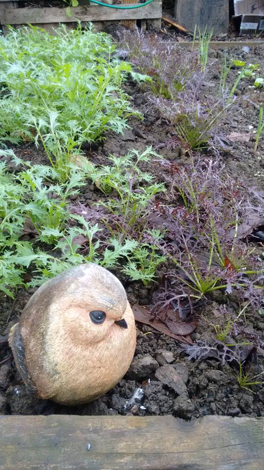 47367304_10155945070016526_1265997509495357440_n