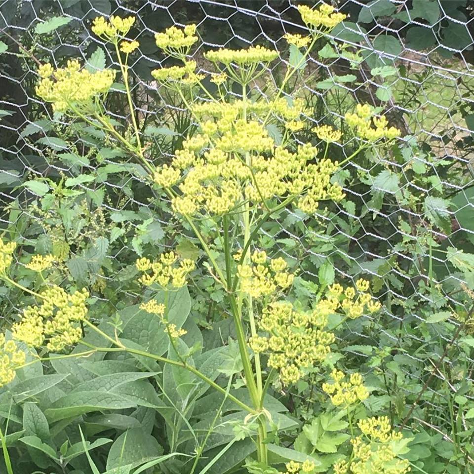 48384484_10156875957774600_4606528741957435392_n