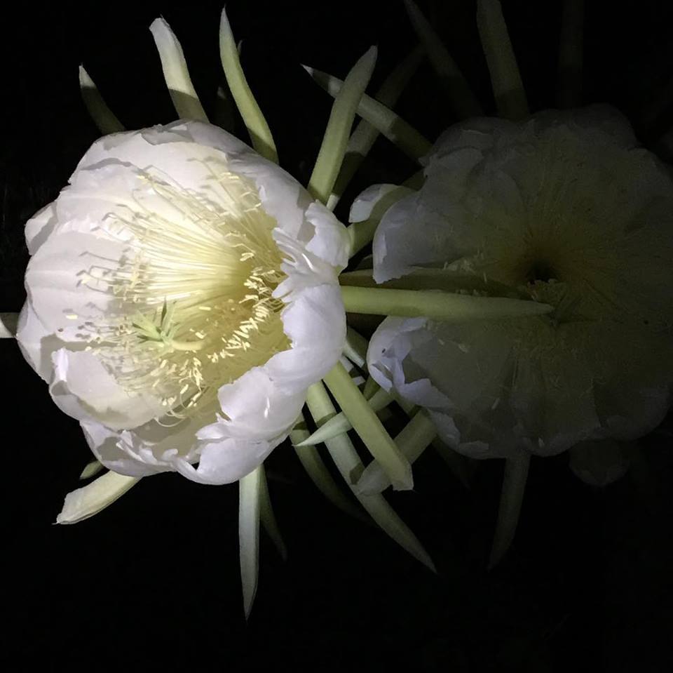 48411359_2393120257395857_3980119912298315776_n 48411359_2393120257395857_3980119912298315776_n