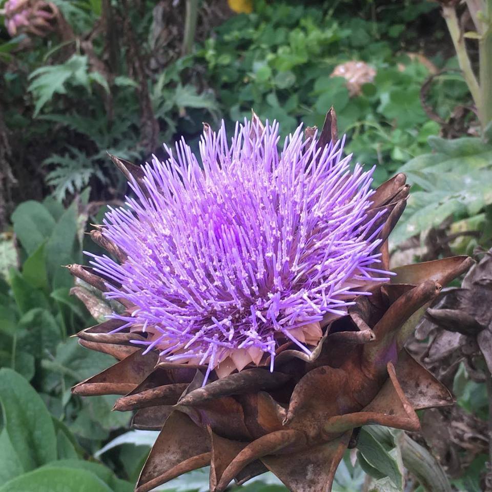 48417324_10156873938259600_1178200539649802240_n