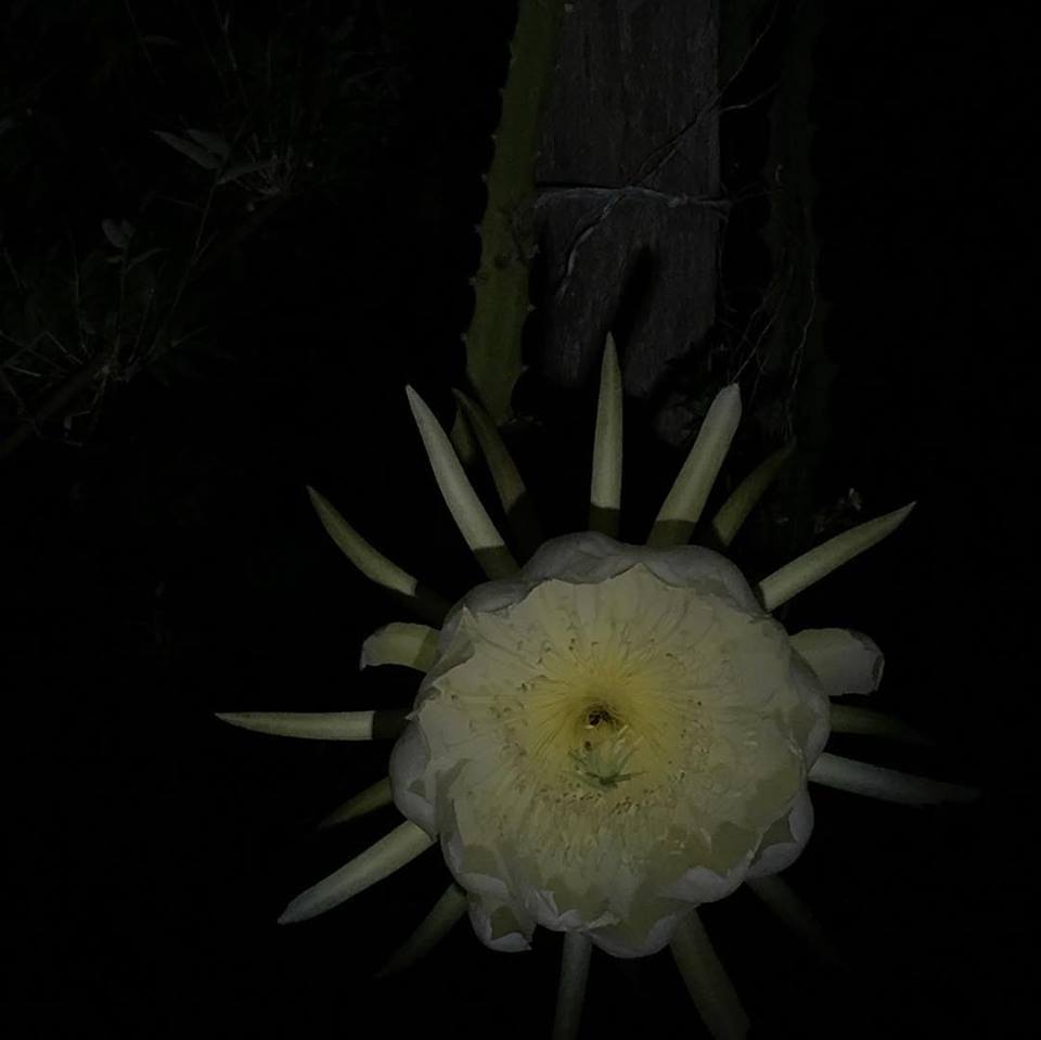 48428798_2393120314062518_7499203200226951168_n 48428798_2393120314062518_7499203200226951168_n