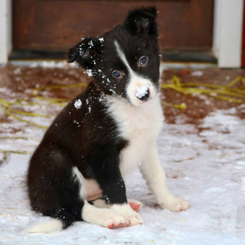 48966048_2113685092026434_4038897879773872128_n 48966048_2113685092026434_4038897879773872128_n