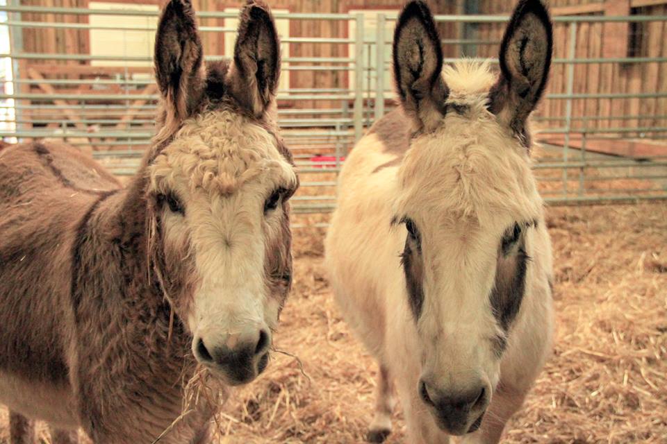 49239521_2077133825677681_8000744029077635072_n