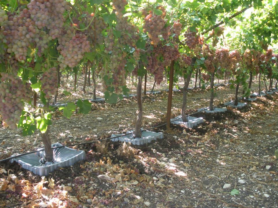 Product Review: Tree Trays