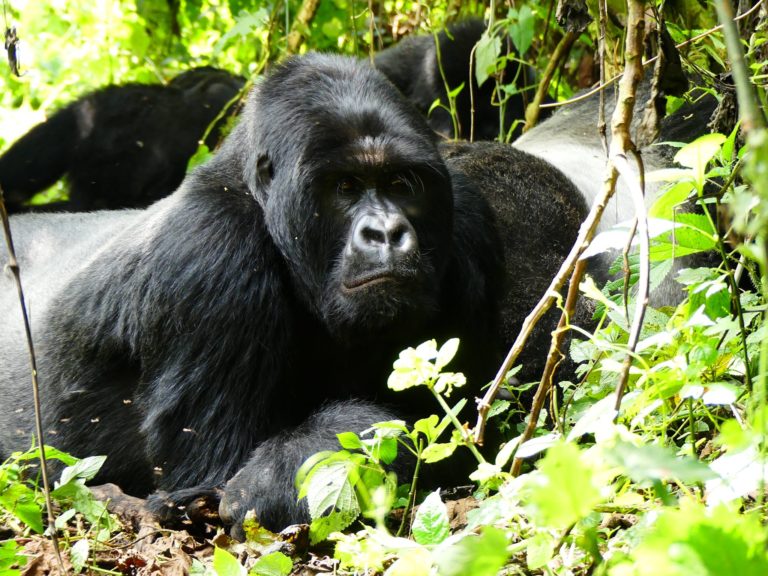 14206135 10157374198700317 7364175149698598417 o 768x576