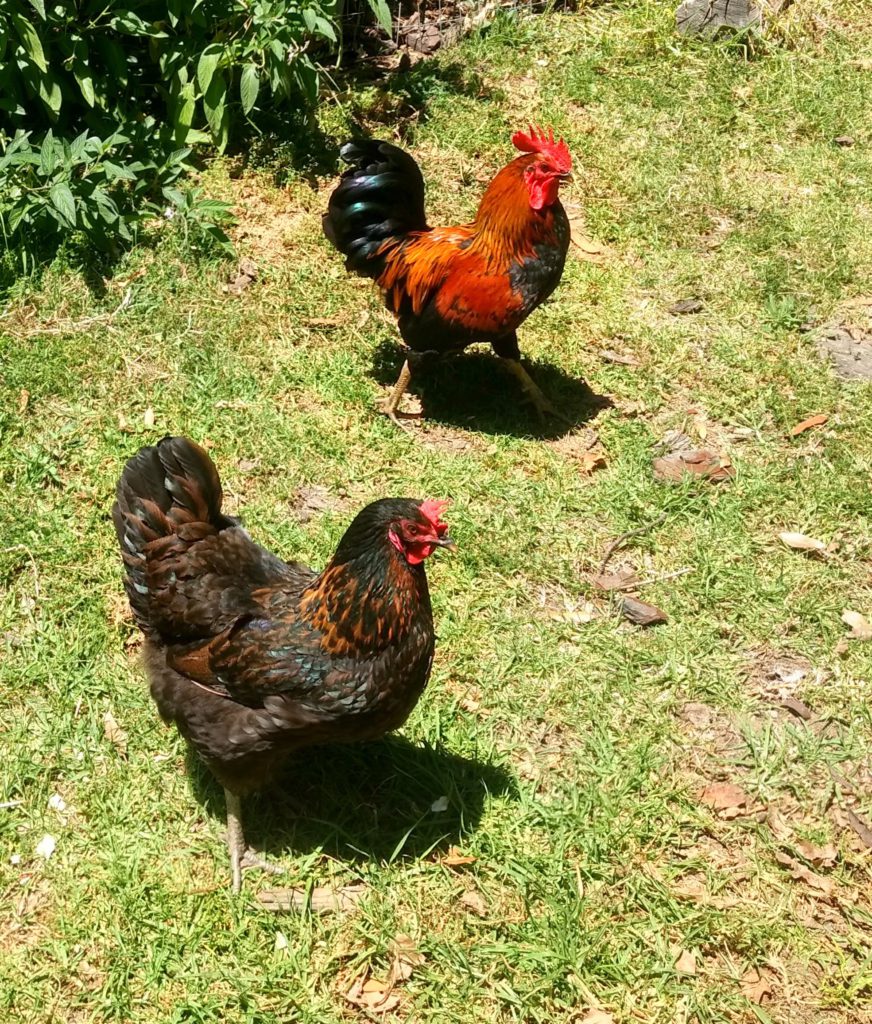 Saving money on chicken feed