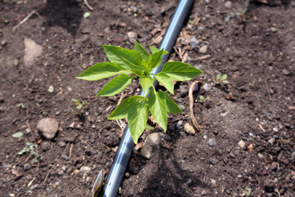 Using drip irrigation to save water growing trees and crops