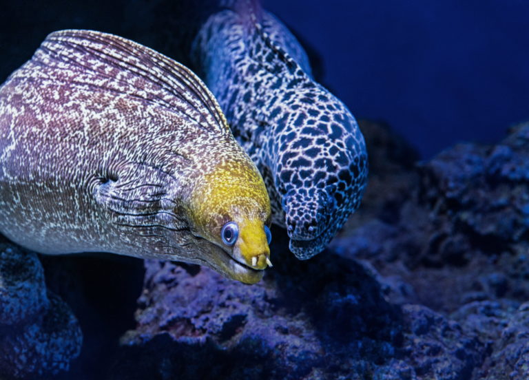 eel2 768x552