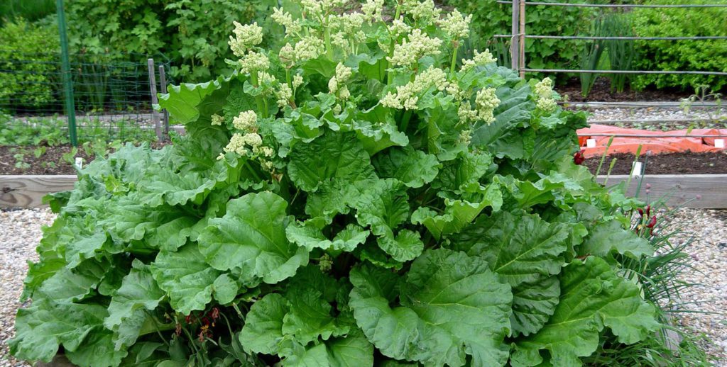 The Benefits of Perennial species in dryland farming