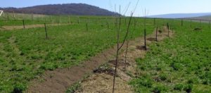 Newly established orchard with swale