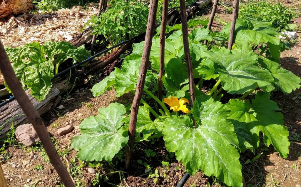 Eco-hacks for your home