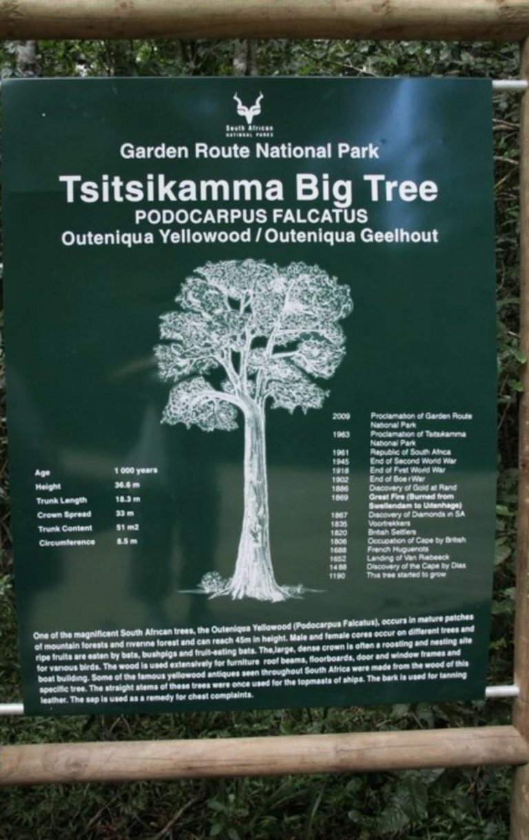 tsitsikammabigtreestats 768x1219