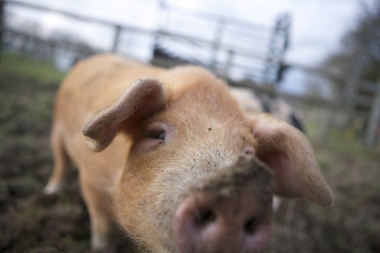 Angel Image3 768x511