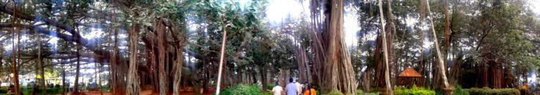 BIG banyan tree 768x136