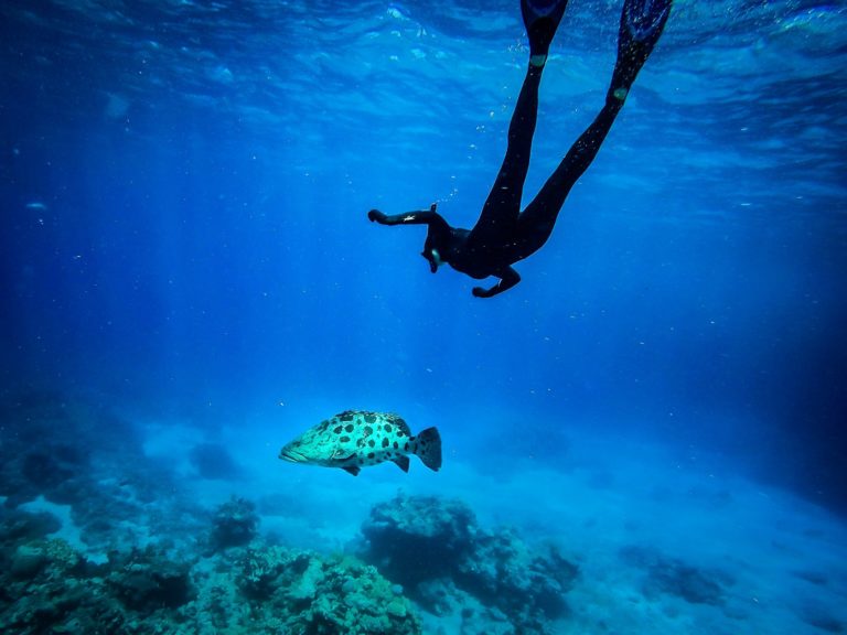 LizardIsland Image1 768x576