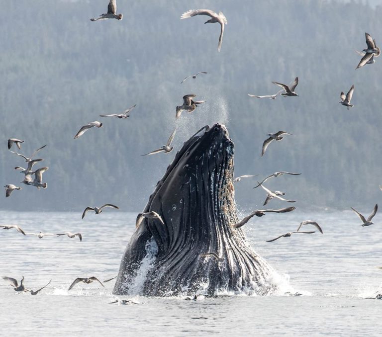 NimmoBay Image3 768x678