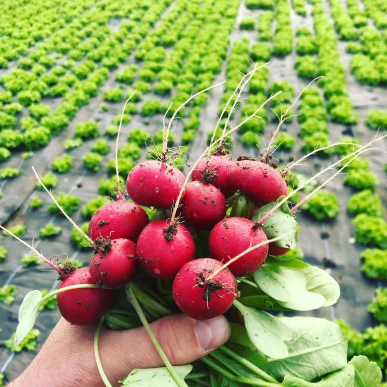OrganicPantry Image2 768x768