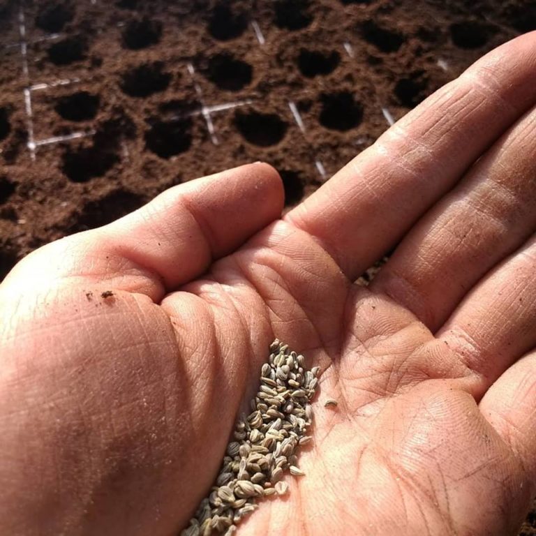 Shillingford Image1 768x768