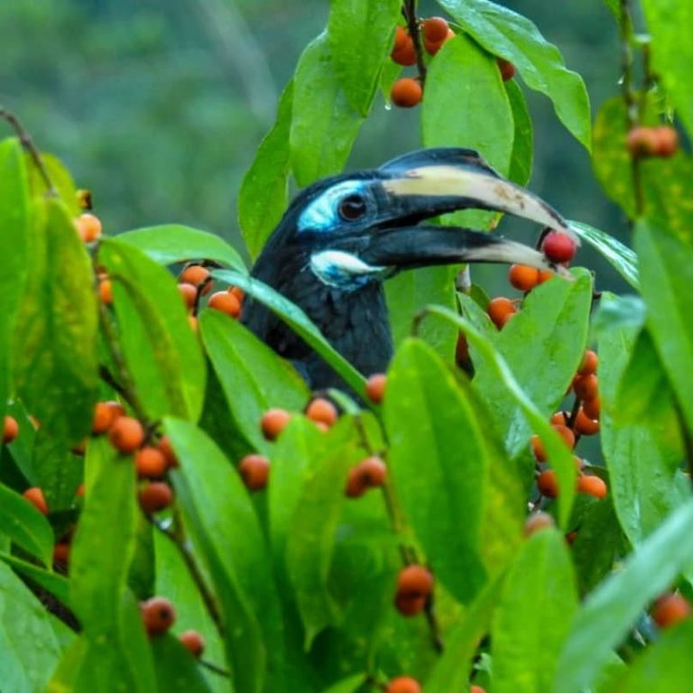 Sukau Image3 768x768