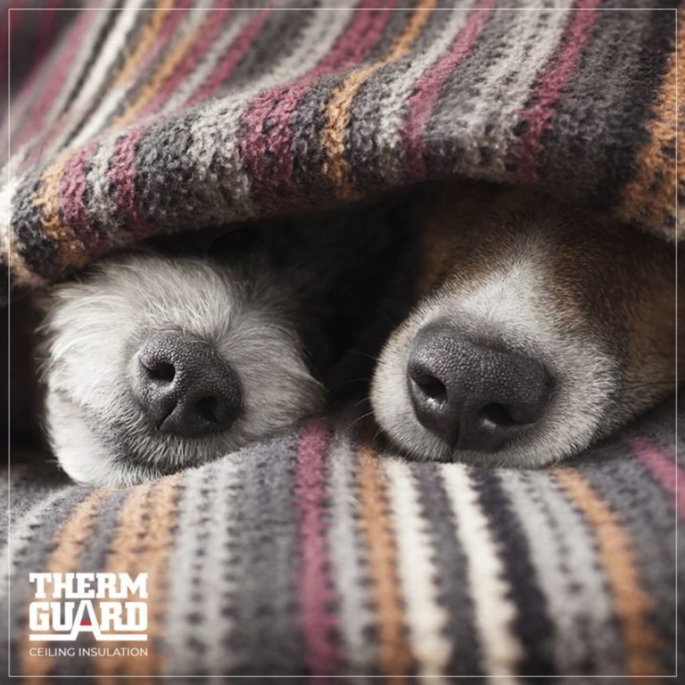 Thermguard Image2 768x768