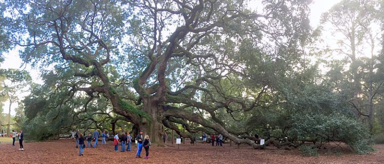 angeloak 768x329