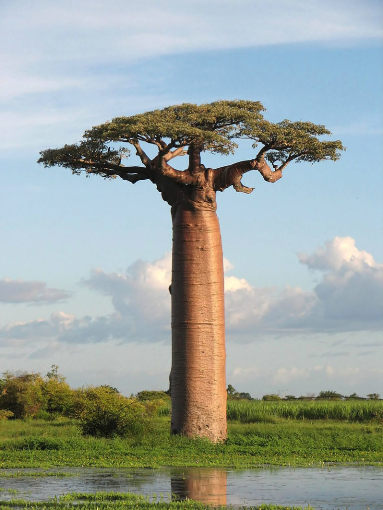 avebaobab3 768x1024