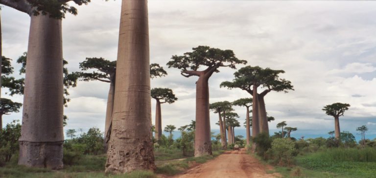 avenueofbaobabs 768x363