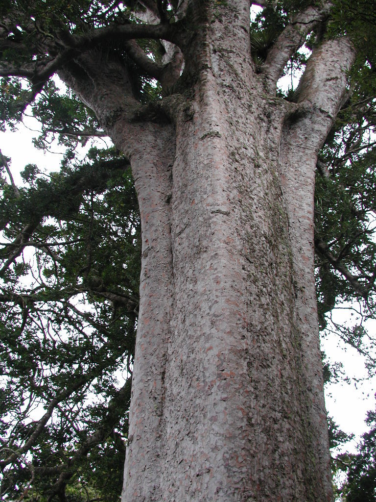 sqkauri 768x1024