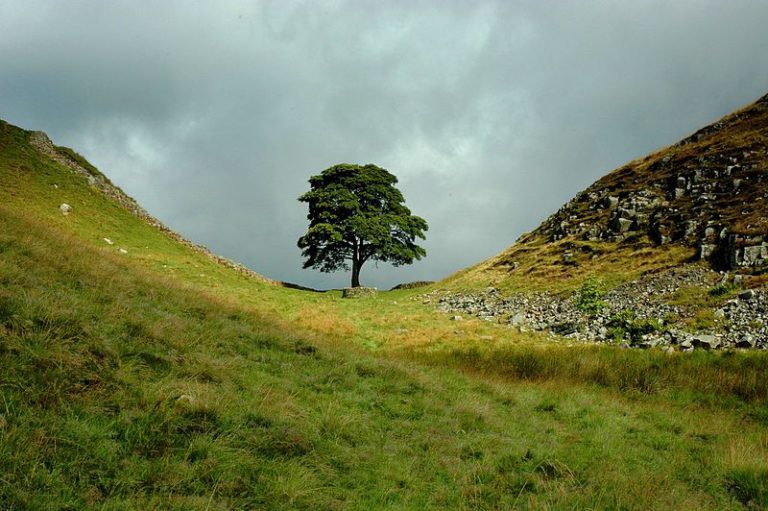 sycamoregap1 768x511