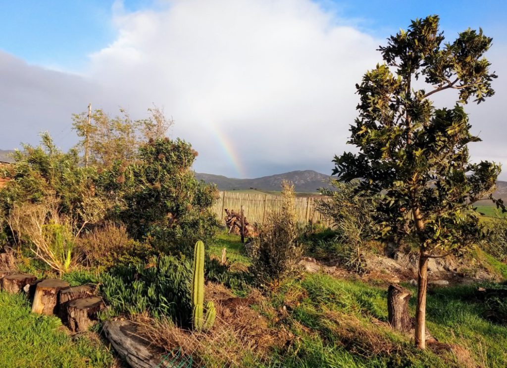 Using Hugelkultuur to grow trees
