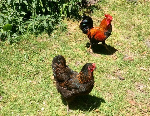Bush fowl are small, alert and capable of flying over fences or roosting high up in trees