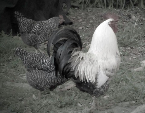 Hybrid breeds are large and prolific layers, but come with a food bill to match