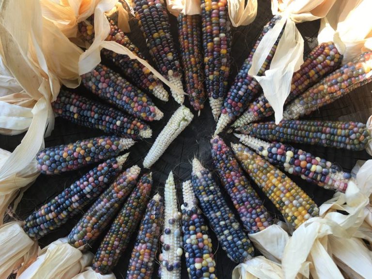 38126922 1320271818109077 1658555750823231488 n 768x576